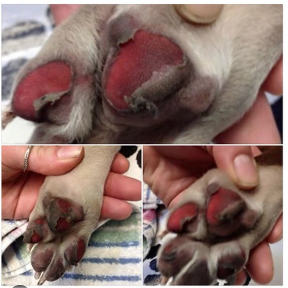 🥶 ❄️🧊BRING IN PETS INSIDE IN FRIGID TEMPS!! BESIDES, ITS THE LAW!!🙏🐕🐈‍⬛🐇🐈 - Picture 8 of 14